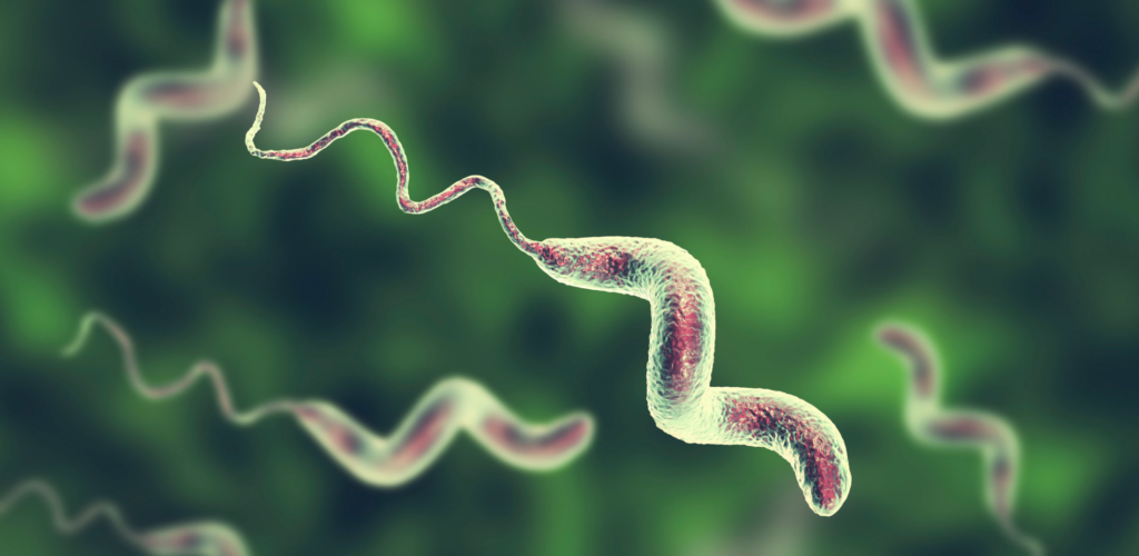 Campylobacter bacteria recently found in chicken