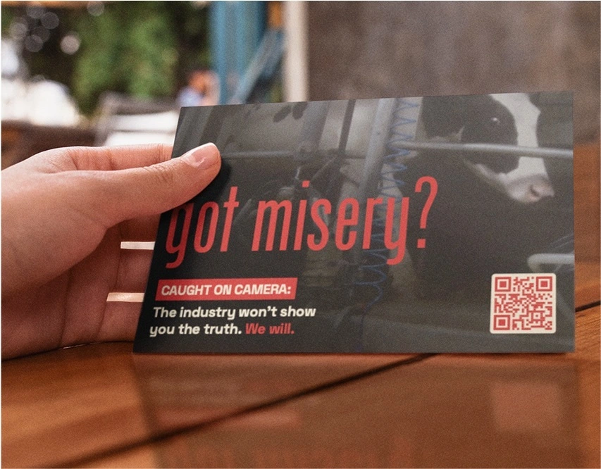 Photograph of a hand holding a flyer with “got misery?” campaign language over a close-up image of a cow in a milking parlor.