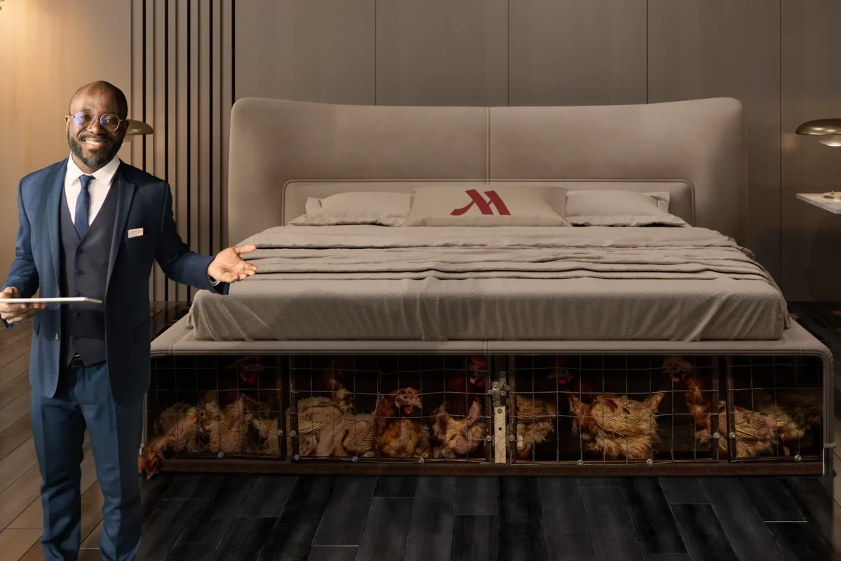 Conceptual illustration of a smiling hotel employee gesturing toward a neat, modern hotel bed. The entire lower base of the bed hides cramped, wire battery cages packed full of hens.