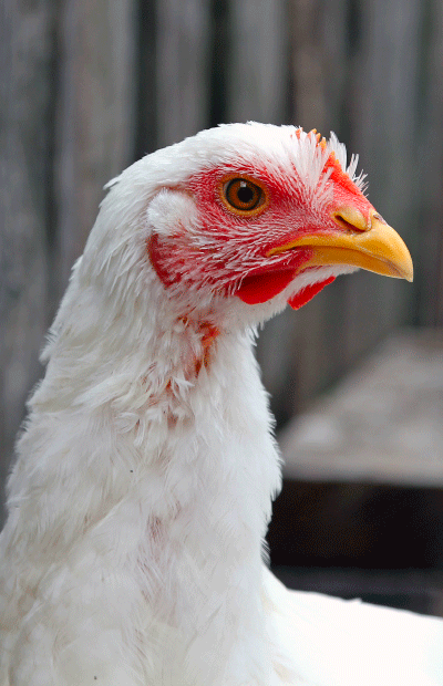 Help End Live-Shackle Slaughter