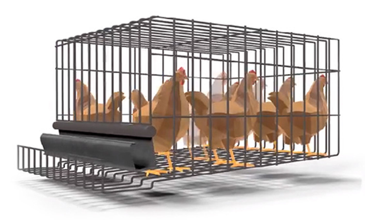 pollos en jaula