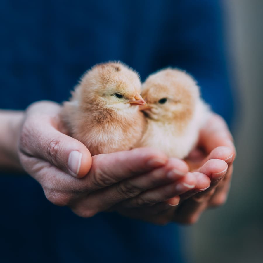 Chicks