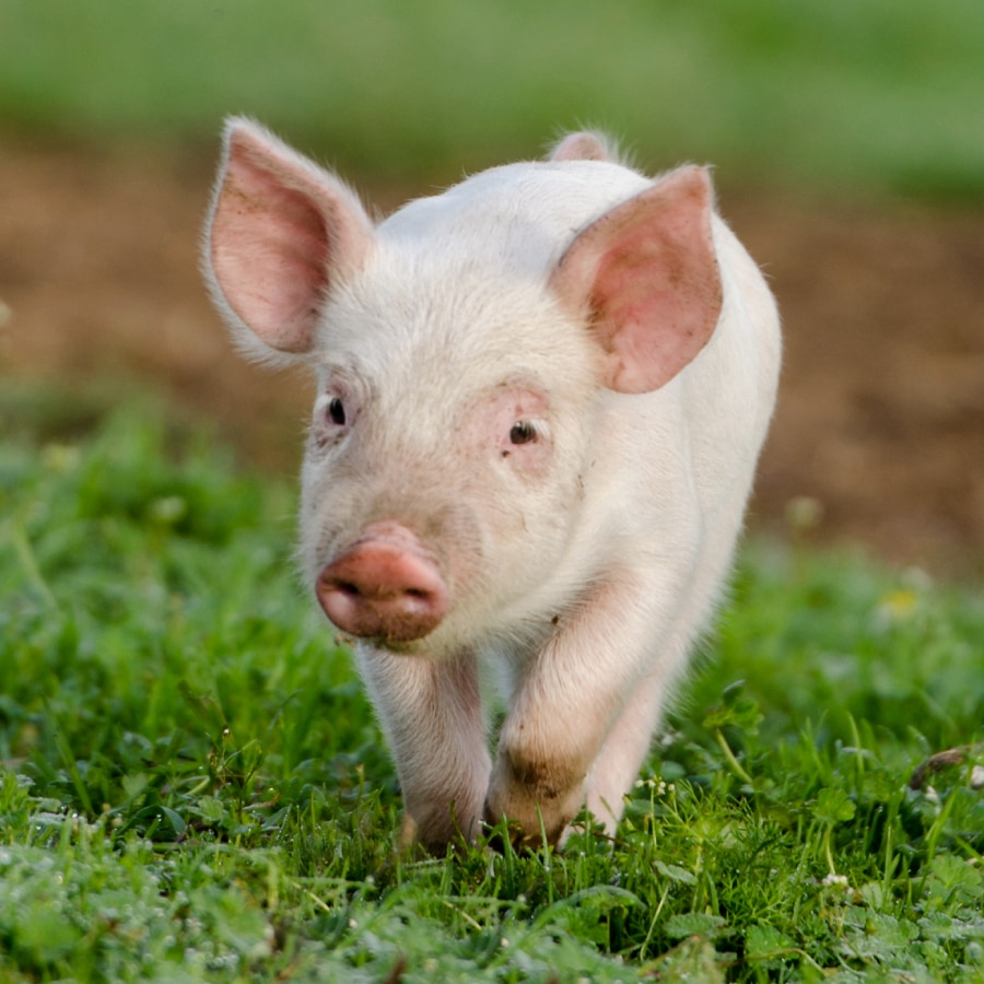 Piglet