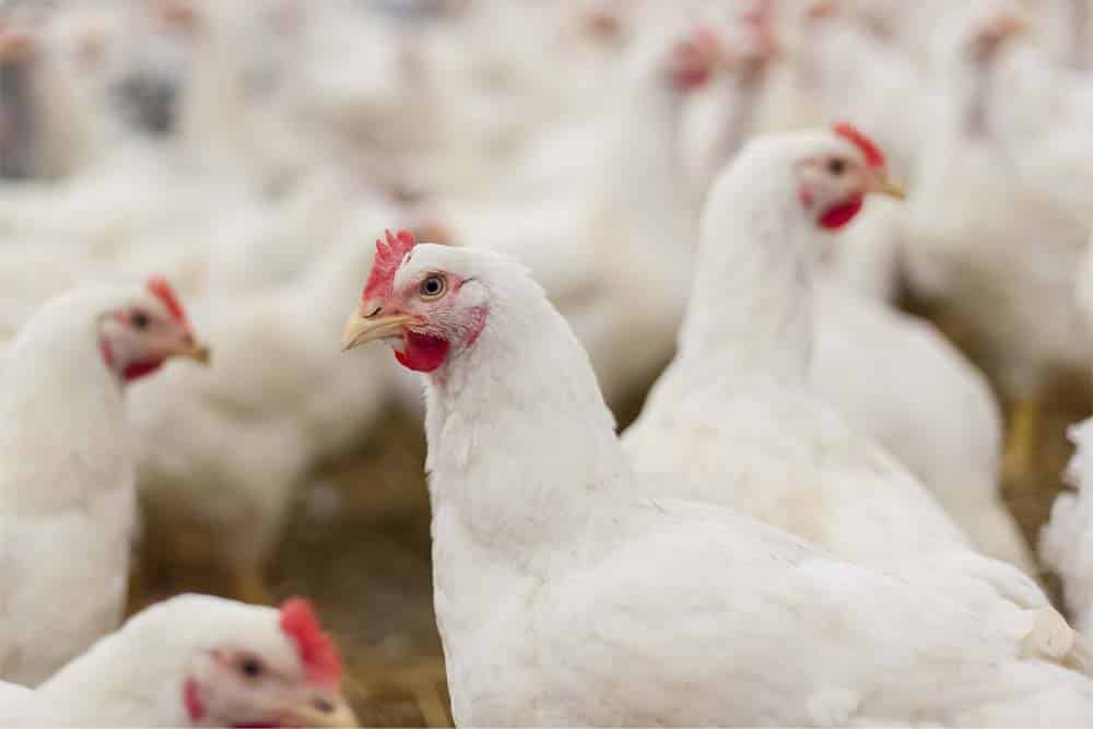 Hens in the henhouse Hens, hens in the farm, hens in the henhouse, rooster, cook