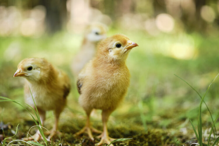 Two chicks in grass