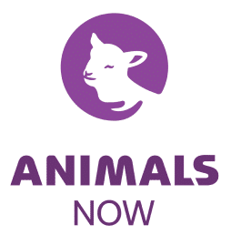 Animals NOW