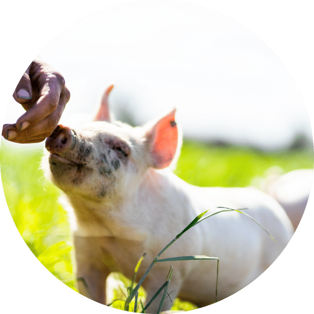 Pig on the grass