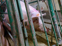 pig in crate.jpg