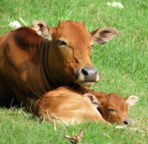 Traumatized Dairy Cows Become Pessimistic, Distressed - Mercy For Animals