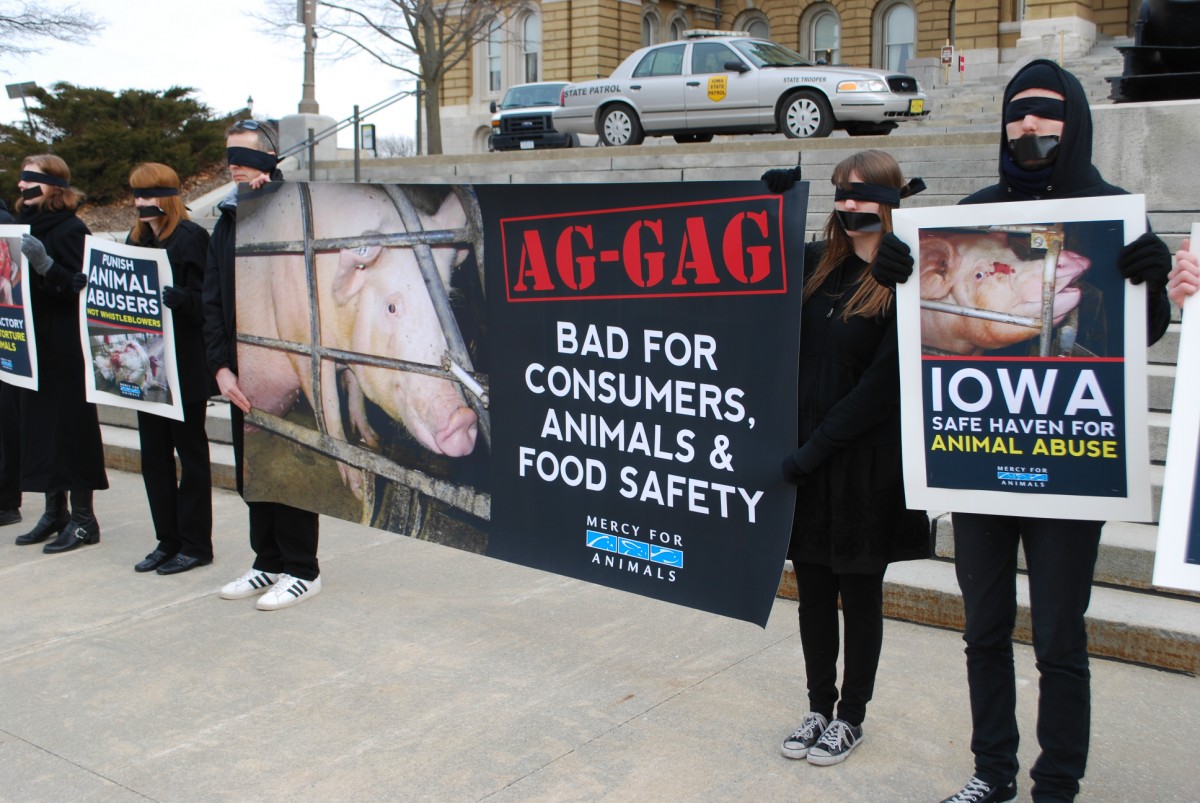 14 Facts That'll Turn You Into an Animal Rights Activist - Mercy For ...