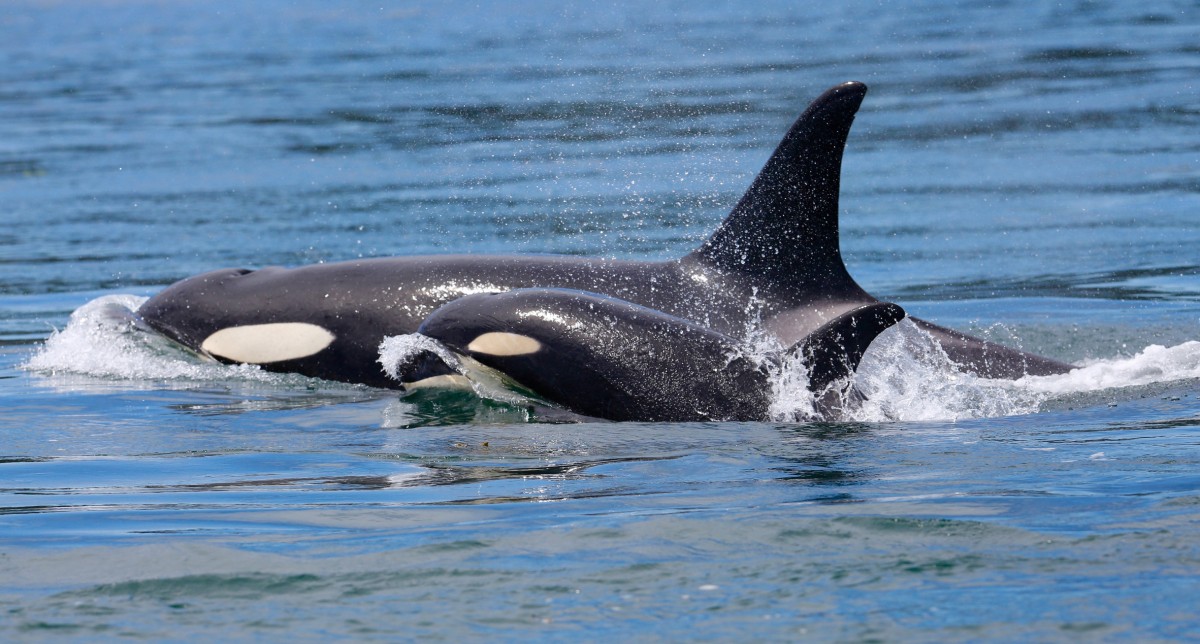 https://file-cdn.mercyforanimals.org/mfaorg.wpenginepowered.com/sites/2/2018/09/GettyImages-623591766.jpg