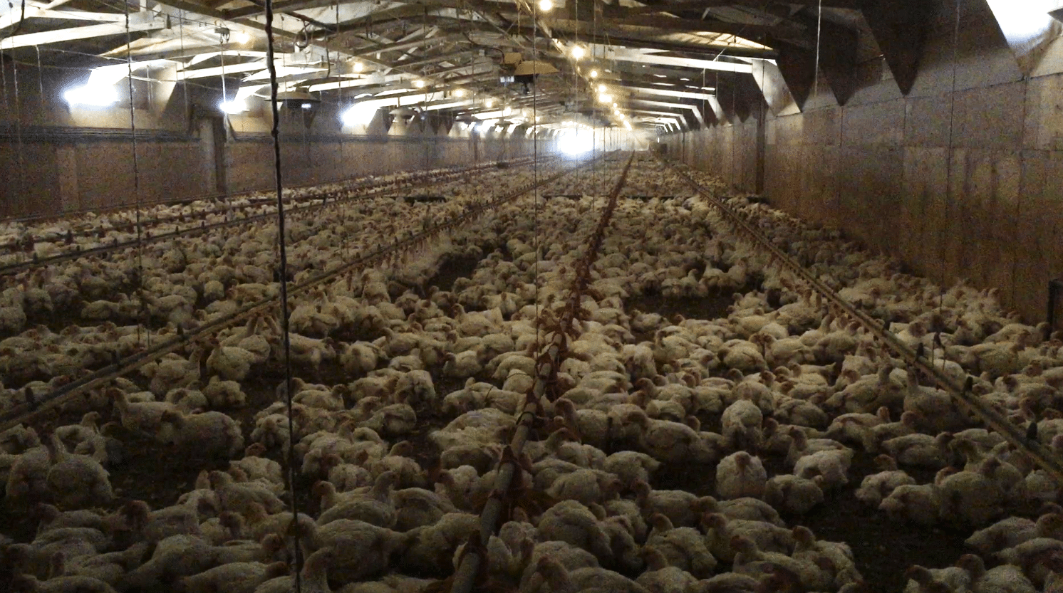 Chickens in the meat industry suffer
