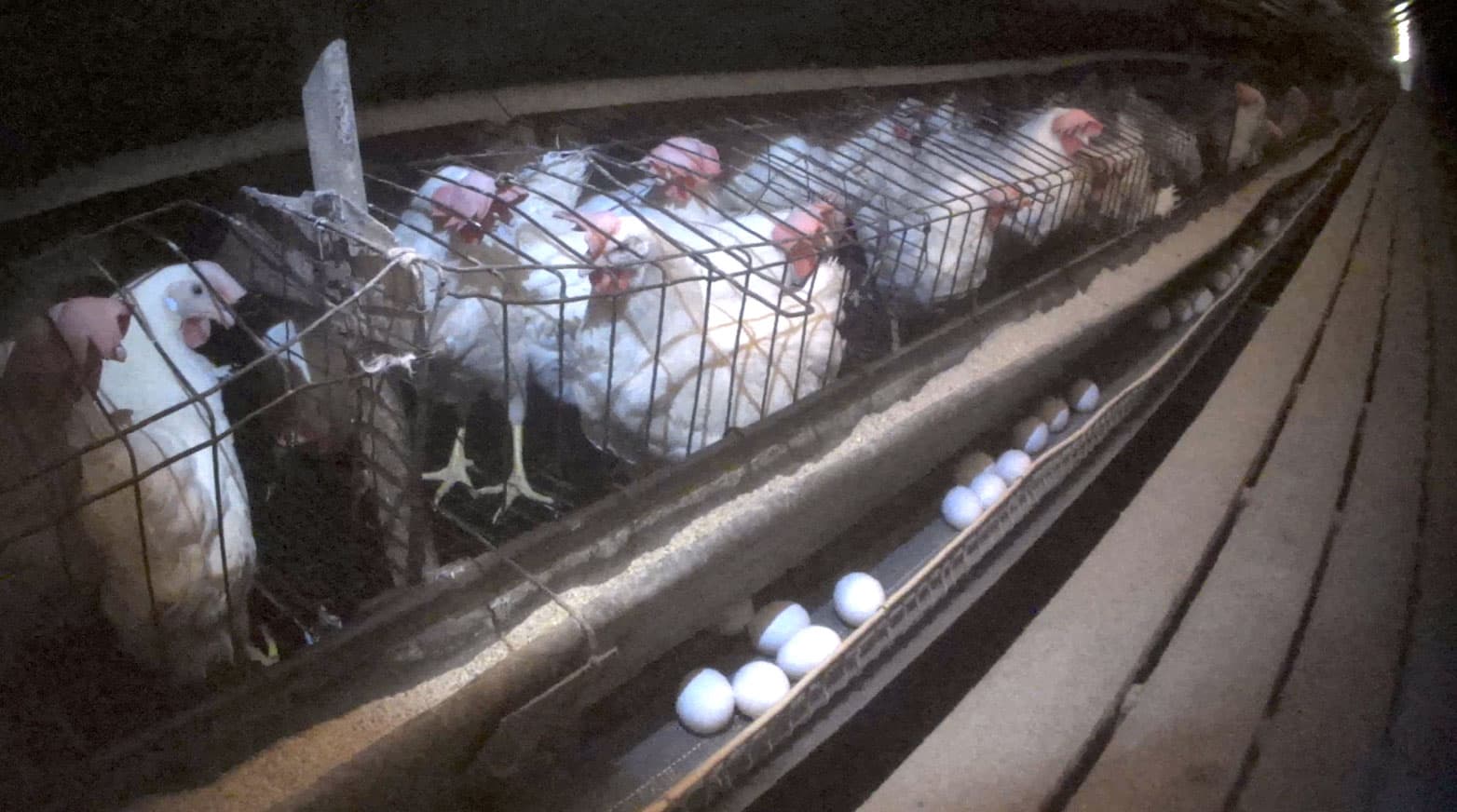 The Life of a Caged Hen in the Egg Industry