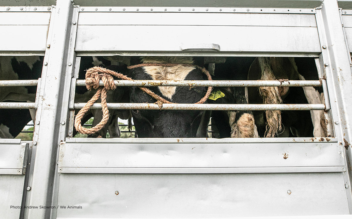 Cows on transport truck.