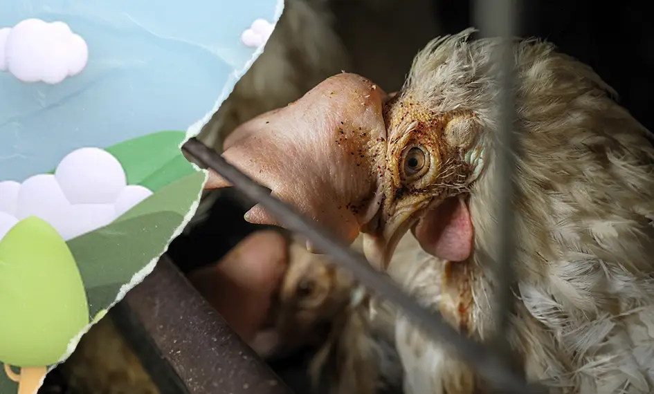 A cheerful green and blue graphic is ripped open like paper, revealing a hen peering through the wire of a dark factory farm cage.
