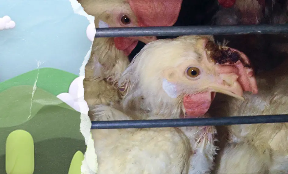 A cheerful green and blue graphic is ripped open like paper, revealing a hen peering through the wire of a dark factory farm cage.