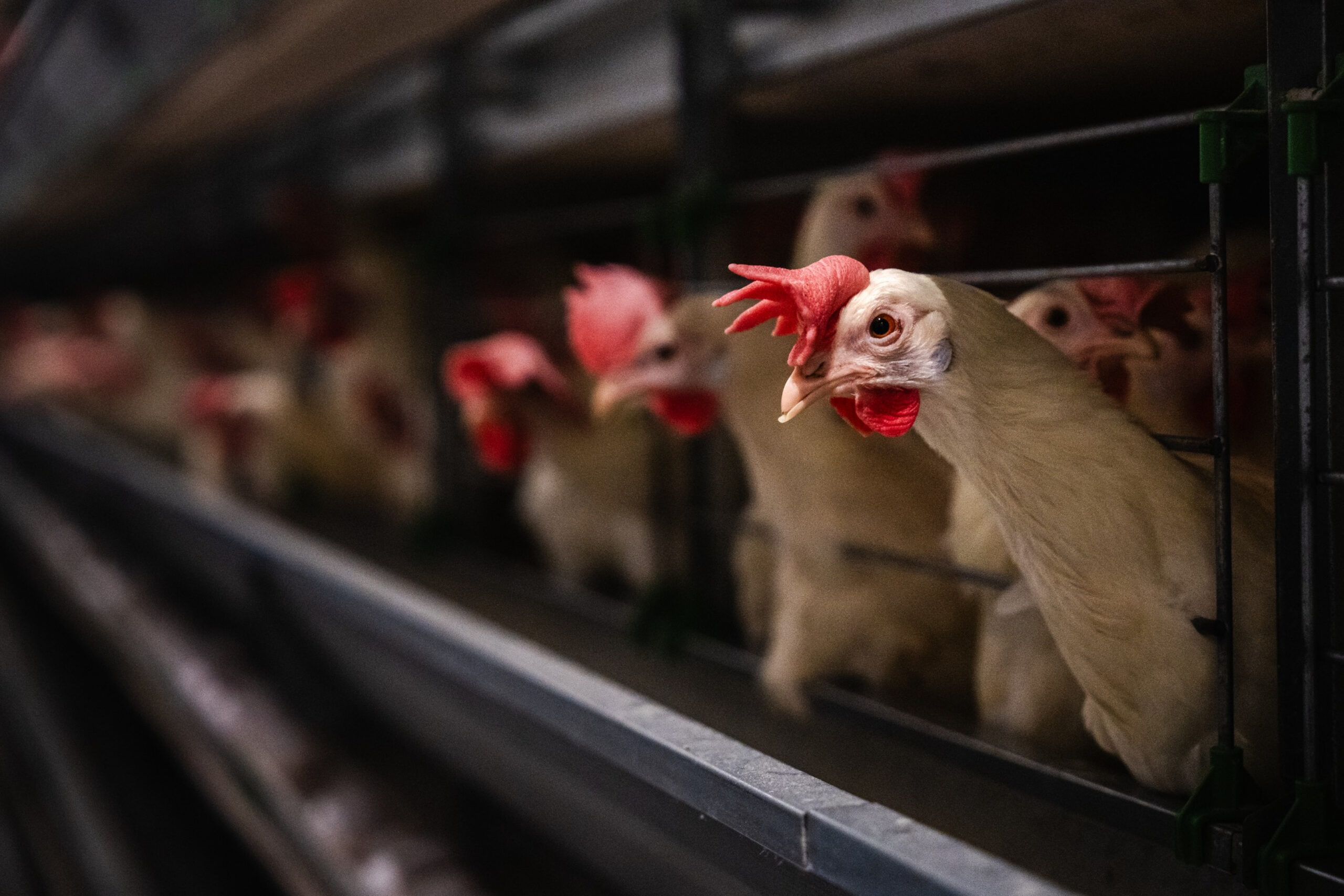 Factory Farm Photograph by Benjamin Blomstedt - Open Wing Alliance, We Animals