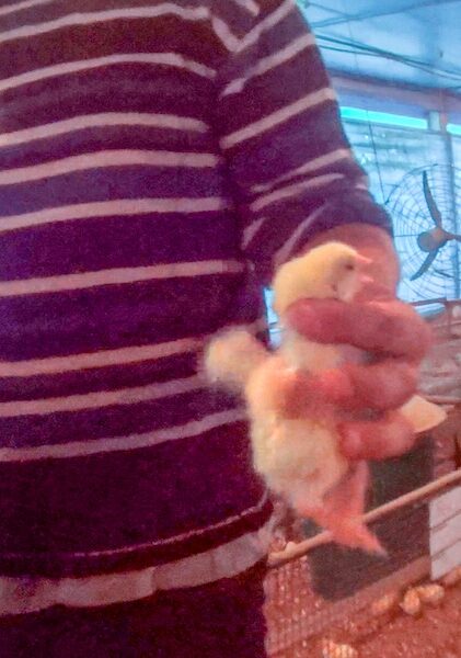 A faceless man holds a chick by the neck. The chick flails.