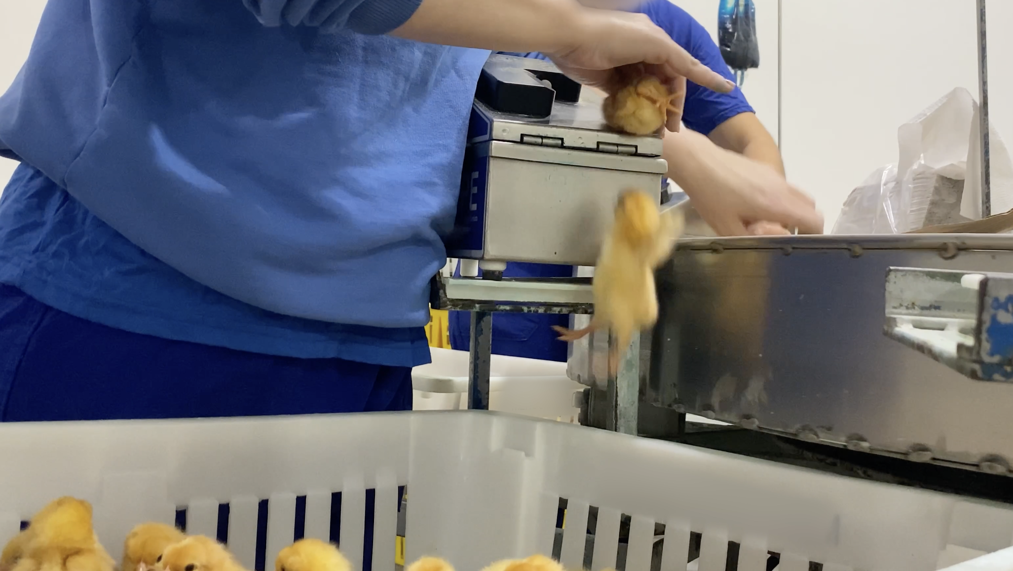 A chick tumbles from a processing conveyor into a crowded crate while a worker sorts them by hand.