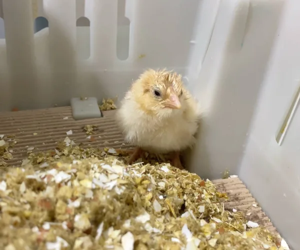 A lone newborn chick in a crate, surrounded by shattered shells and scattered feathers.