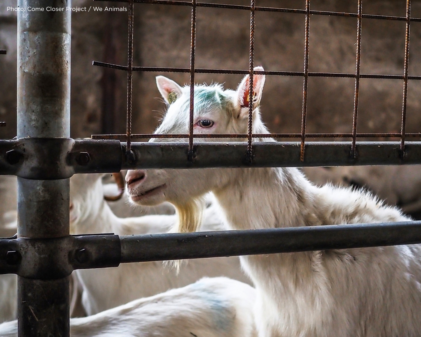 goats milk