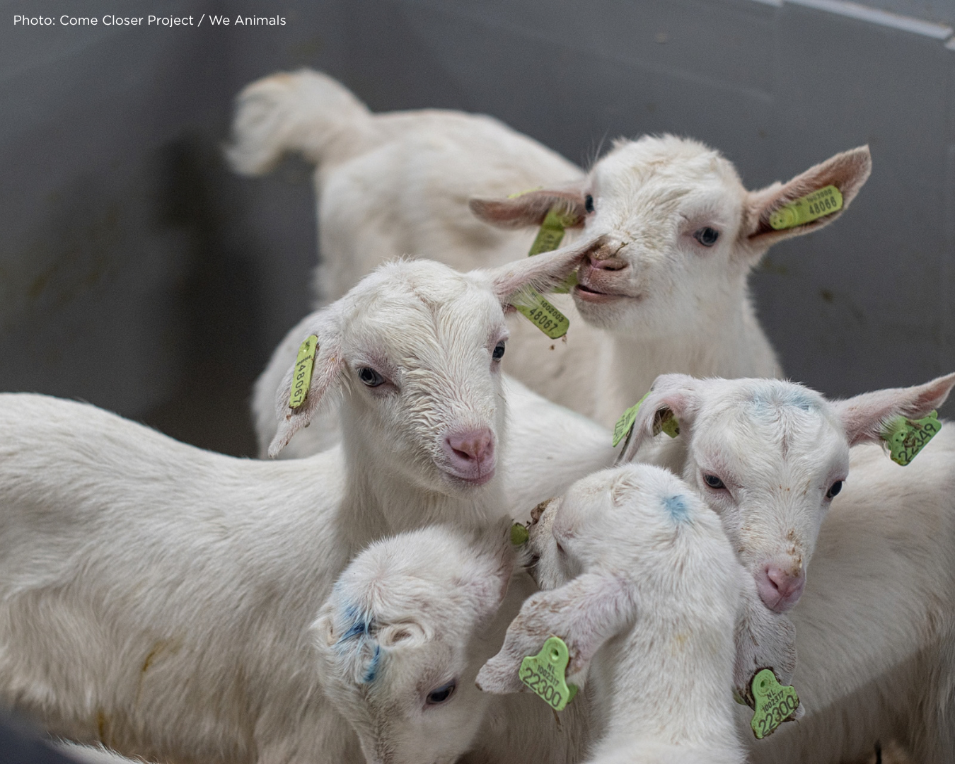what's wrong with goats milk