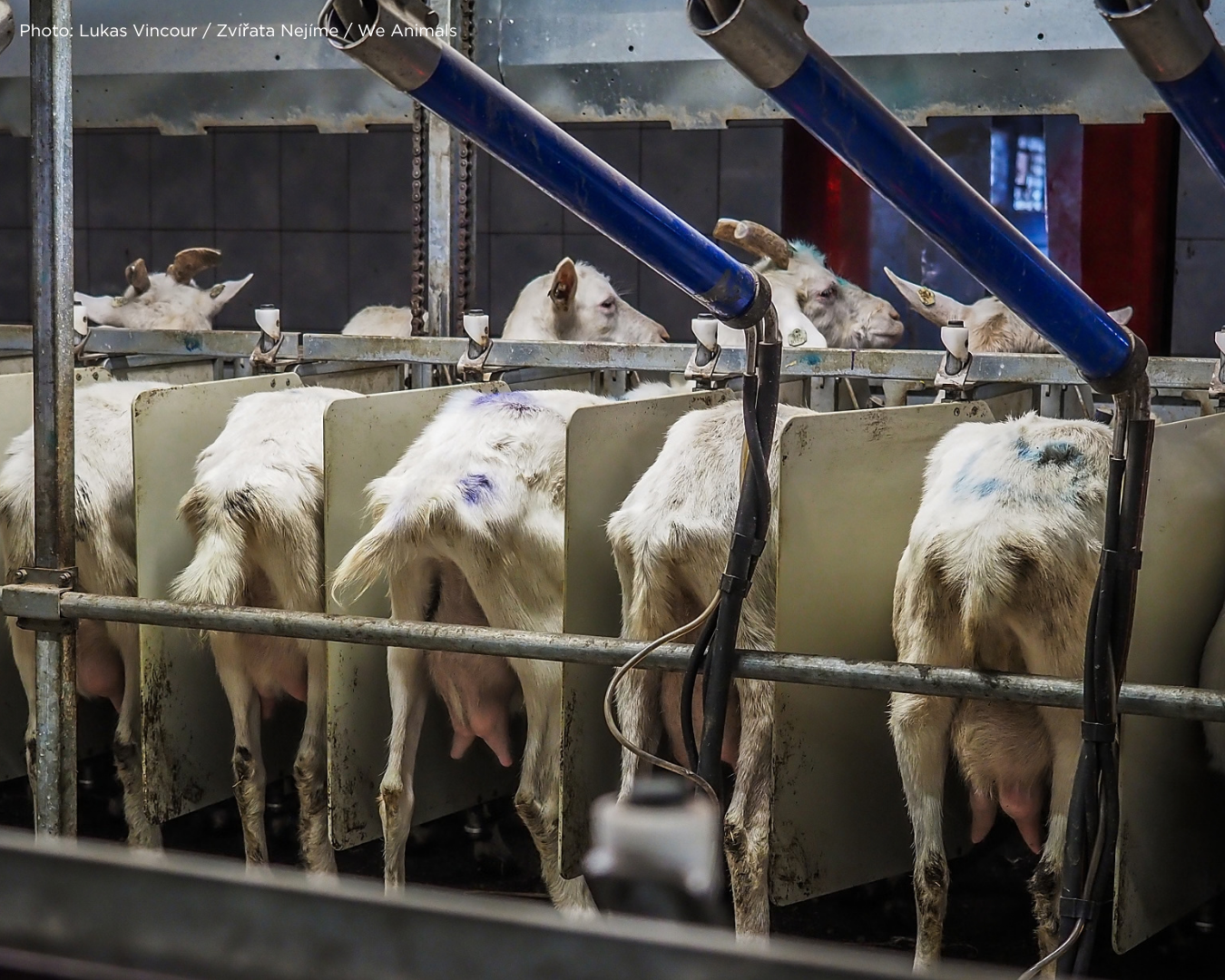 what's wrong with goats milk? 
