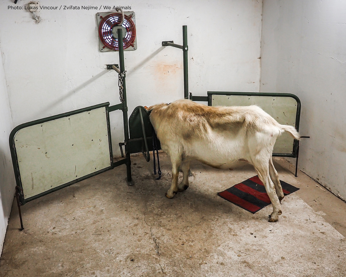 what's wrong with goat's milk? 