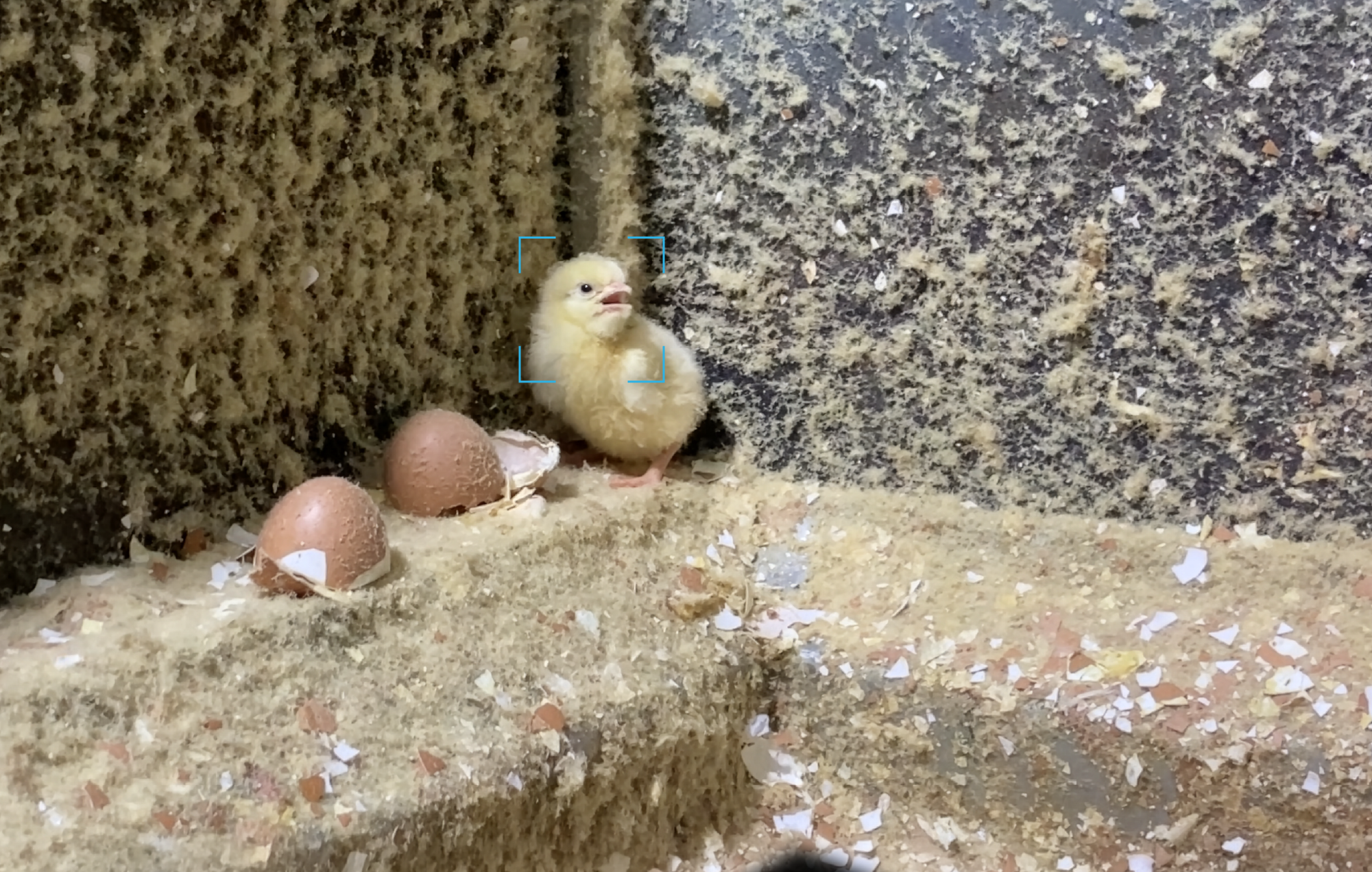 'Chico' clings to the inner ledge of a maceration machine, desperately trying to avoid the blades that await below.