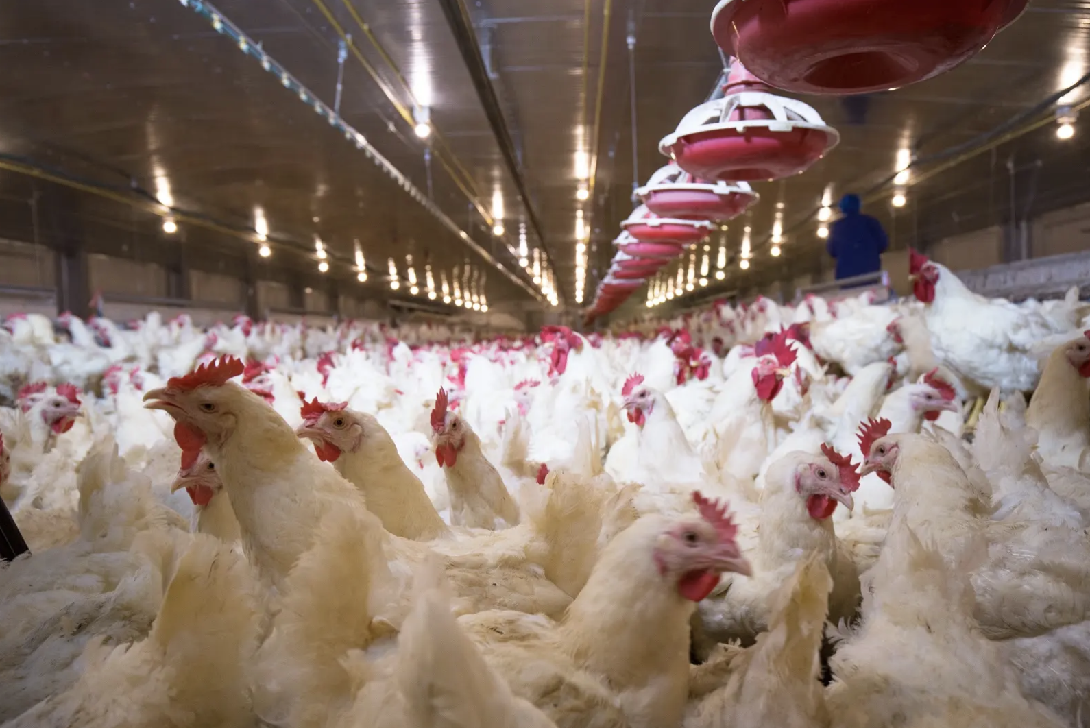 New Report Tracks Foodservice Progress on Chicken Welfare