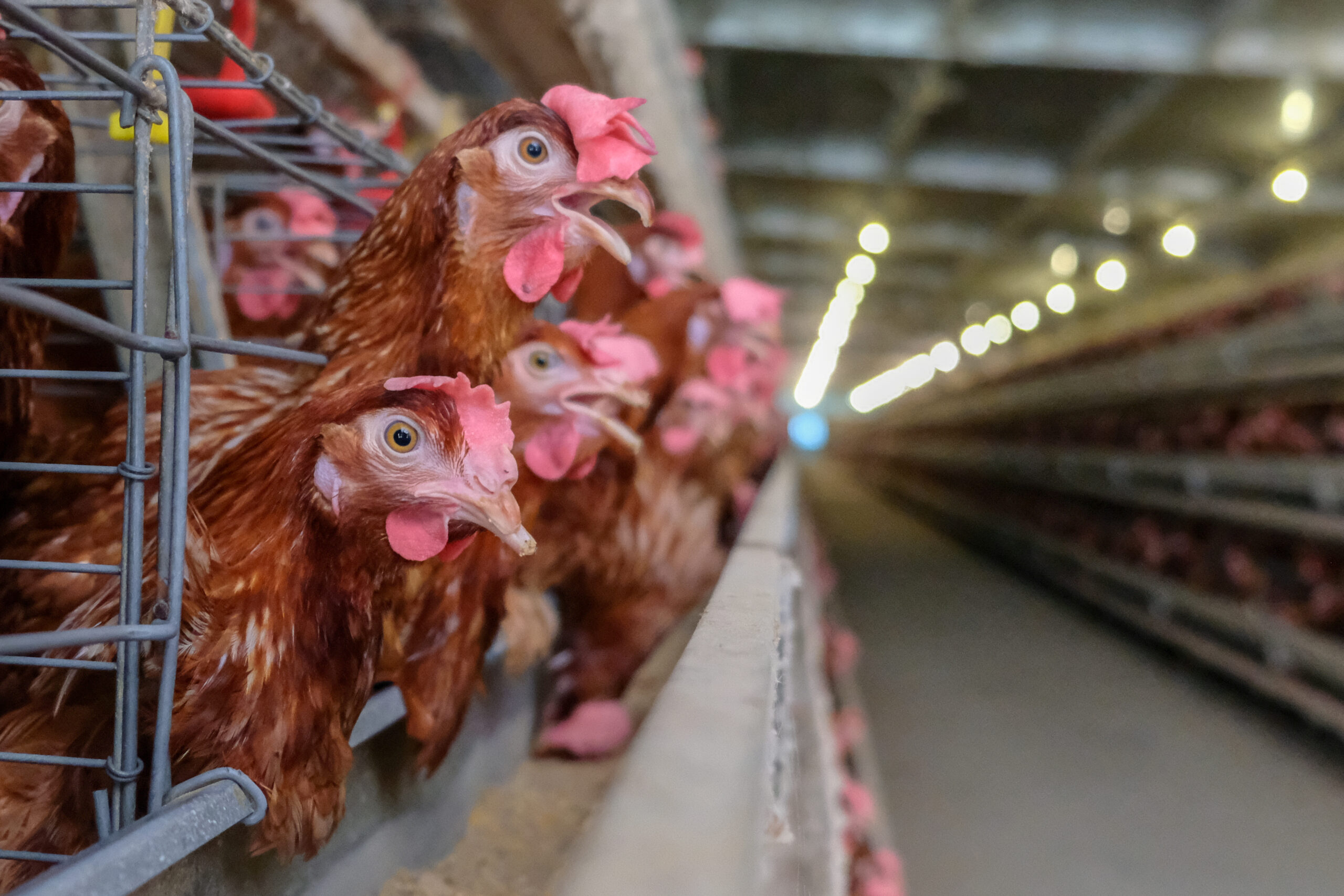 Galinhas da indústria de ovos confinadas em gaiolas
