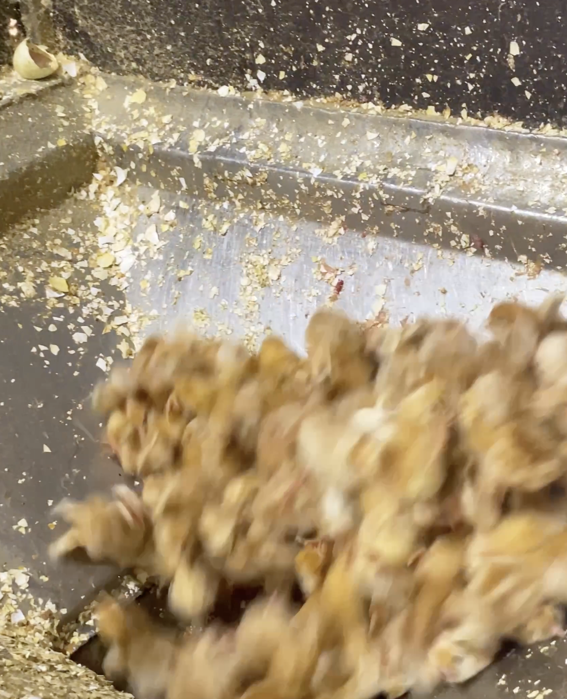 A large group of chicks is seen falling into the opening of a maceration machine where blades wait for them below.