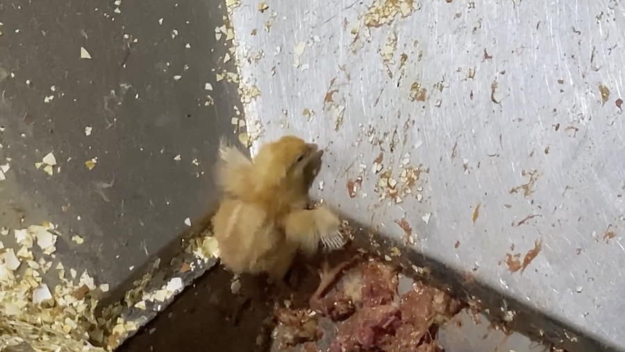 A falling chick scrambles to escape the jaws of a macerator.