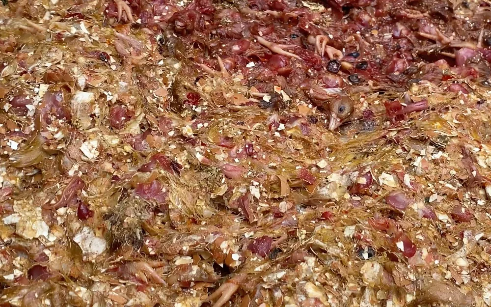 A grotesque, rotting mass of discarded chicks.