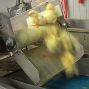 Chicks fall off the edge of a conveyor belt at Maple Lodge Farms.
