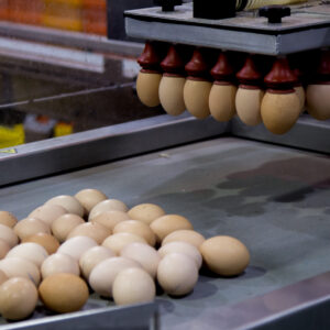 An egg sorting machine sorts eggs by sex.
