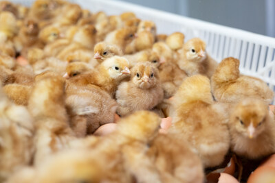 The first batch of in-ovo sexed chicks at NestFresh.