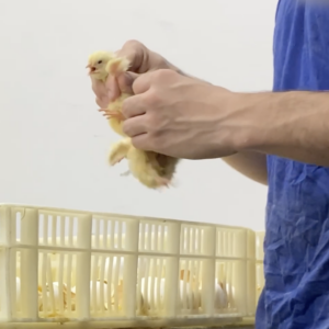 Two chicks are roughly handled in the hands of a hatchery employee.