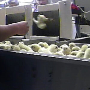 A chick is roughly thrown from a conveyor belt by an employee at Hy-Line hatchery.