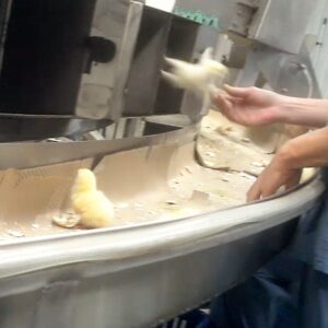 A chick is roughly thrown into a compartment from a sorting trough at Horizon Poultry.