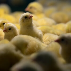 A chick looks up hopefully over a crowd of his peers.