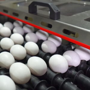 An egg sorting machine sorts eggs by sex.